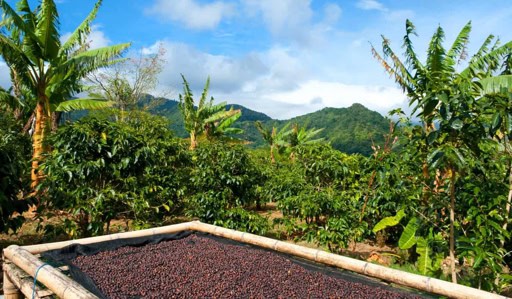 A landscape view of a coffee farm in a mountainous region with rows of coffee plants and drying beds under a blue sky